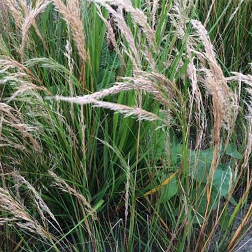 Stipa calamagrostis - Federgras (Flowering)