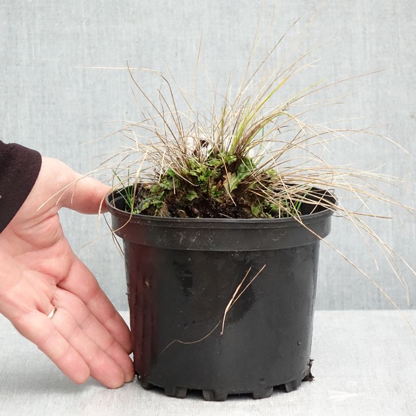 Exemplar von Stipa capillata - Federgras Topf mit 2L/3L wie im Herbst geliefert