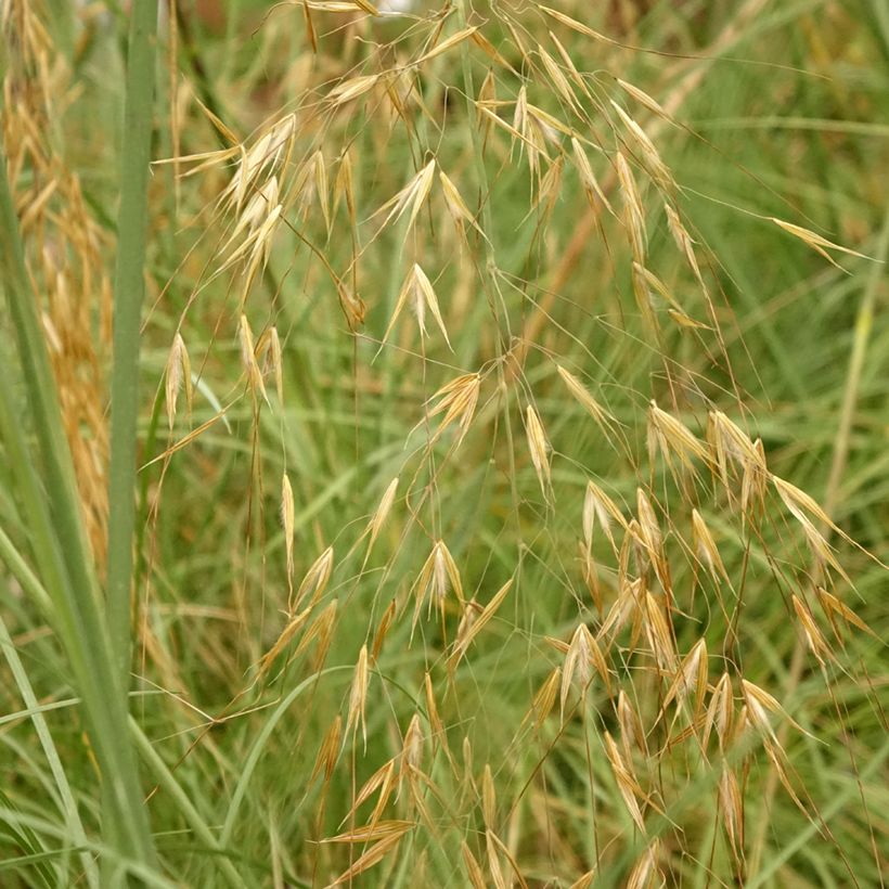 Stipa gigantea - Riesen Federgras (Foliage)