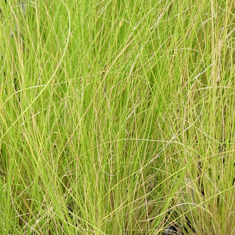 Stipa ichu - Federgras (Foliage)