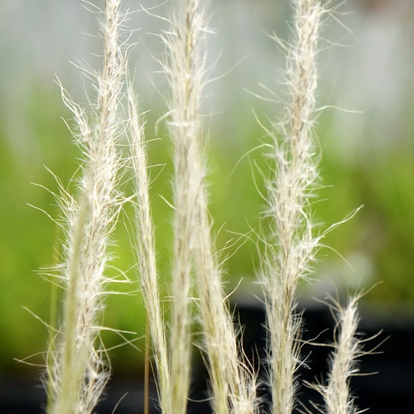 Stipa ichu - Federgras (Flowering)