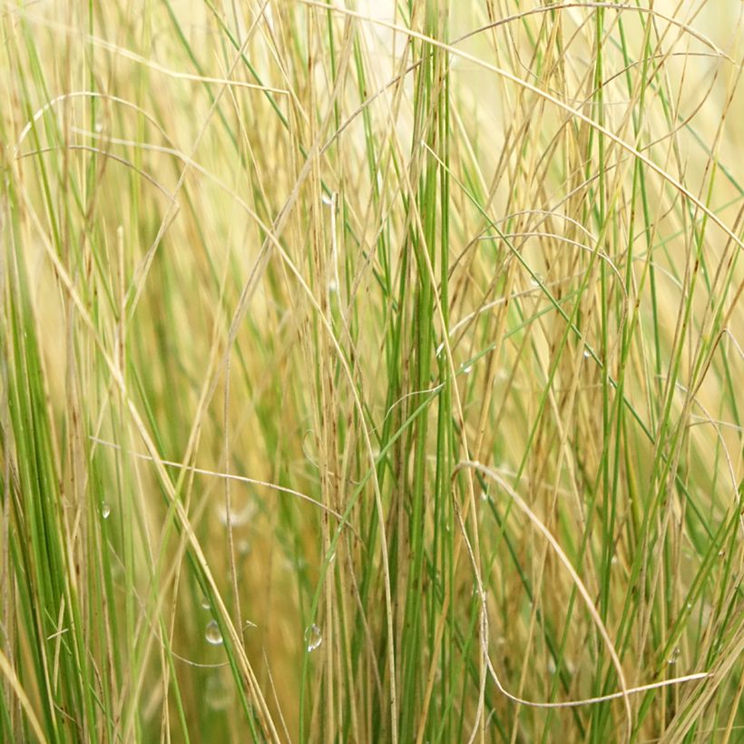 Stipa pennata - Federgras (Laub)