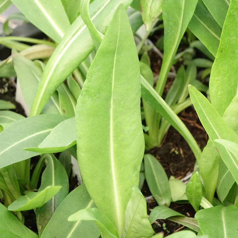 Stokesia laevis Alba - Kornblumenaster (Laub)