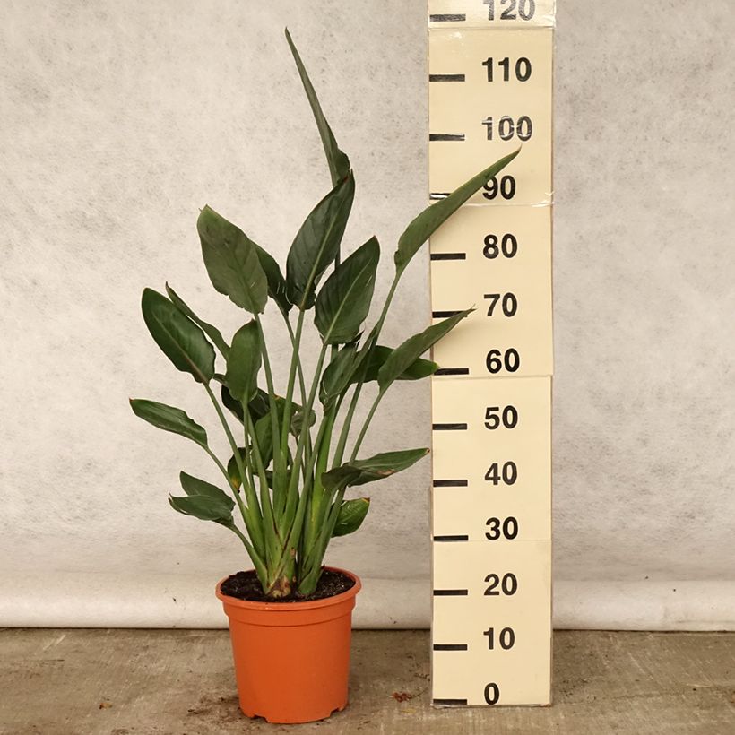 Exemplar von Strelitzia reginae Topf mit 6L/7L wie im Sommer geliefert