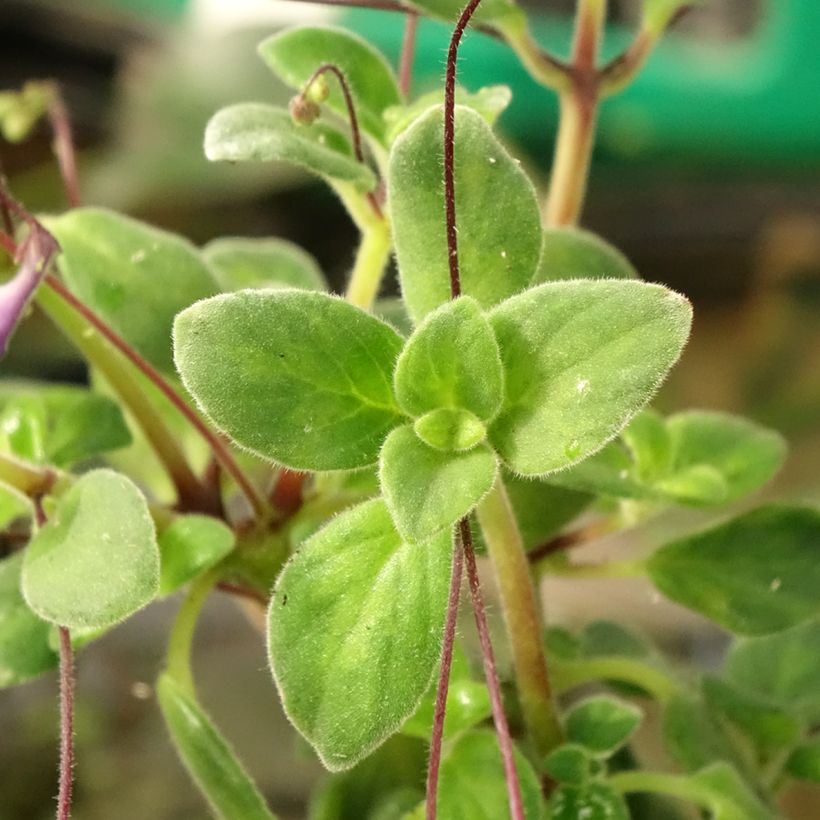 Streptocarpus saxorum Purple - Drehfrucht (Foliage)