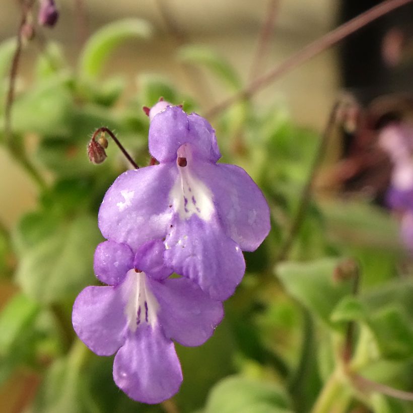 Streptocarpus saxorum Purple - Drehfrucht (Flowering)