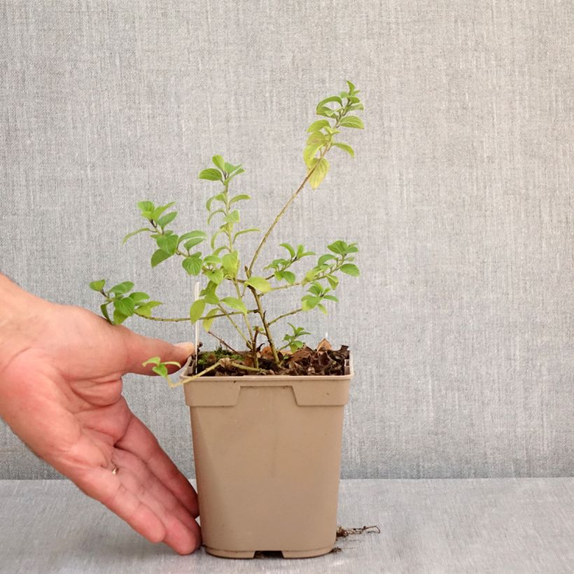 Exemplar von Streptosolen jamesonii - Drehkrone Kleine Töpfe von 8/9 cm wie im Sommer geliefert