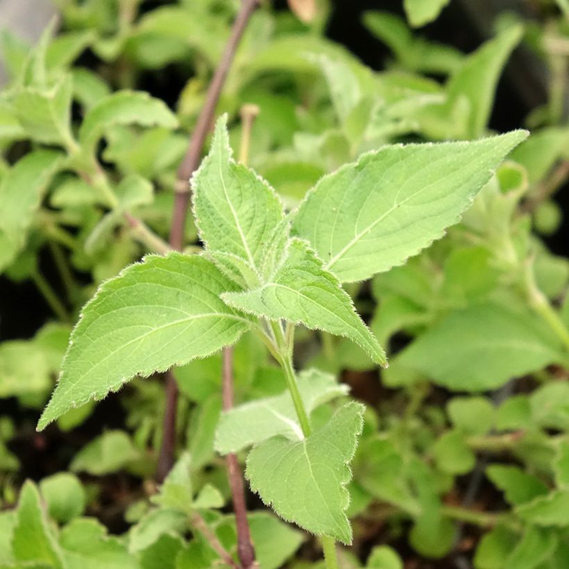 Strobilanthes attenuata Blue Carpet - Zapfenblume (Laub)