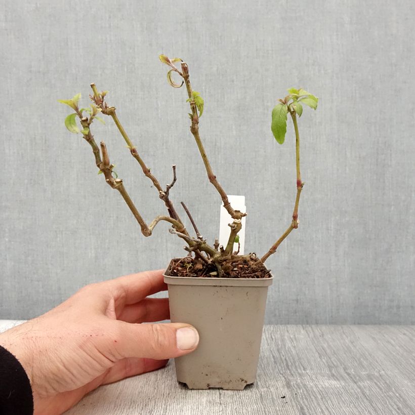 Exemplar von Strobilanthes penstemonoides - Zapfenblume Kleine Töpfe von 8/9 cm wie im Frühjahr geliefert