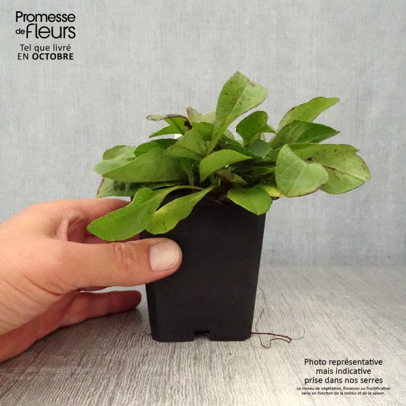 Exemplar von Teufelsabbiss - Succisa pratensis Kleine Töpfe von 8/9 cm wie im Herbst geliefert