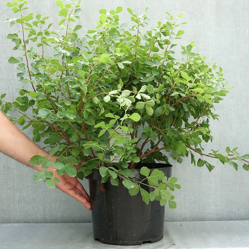 Exemplar von Rhus aromatica Gro-Low - Duftende Sumach Topf mit 7,5L/10L wie im Sommer geliefert