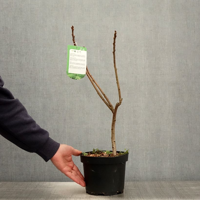 Example of Rhus typhina Dissecta - Essigbaum Topf mit 3L/4L as you get in printemps