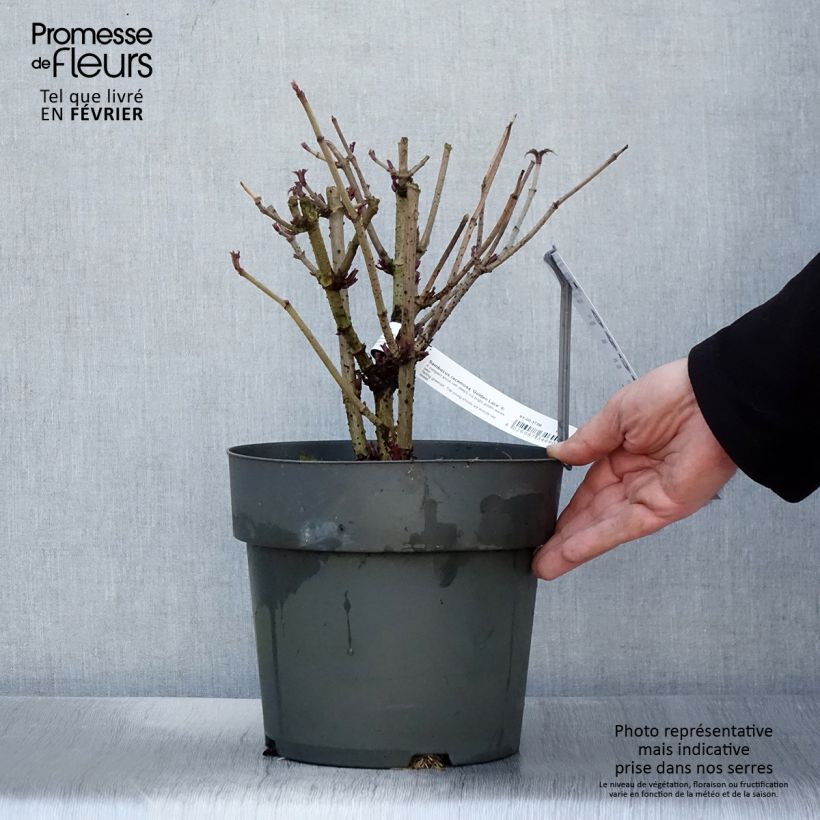 Exemplar von Sureau à grappes - Sambucus racemosa Golden Lace Pot de 6L/7L wie im Winter geliefert