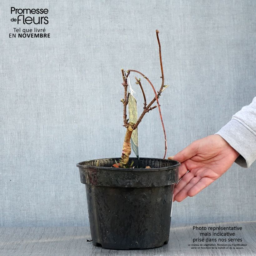Exemplar von Sureau à grappes - Sambucus racemosa Goldenlocks Pot de 4L/5L wie im Herbst geliefert