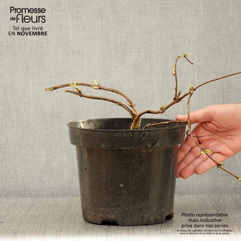 Exemplar von Sureau à grappes - Sambucus racemosa Tenuifolia Pot de 4L/5L wie im Herbst geliefert