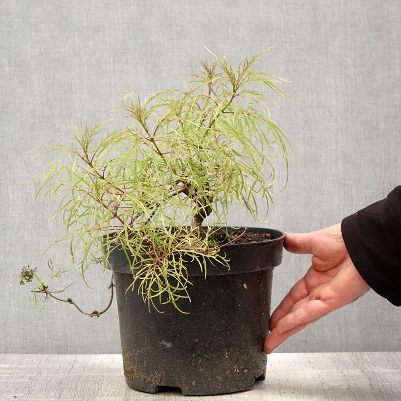 Example of Trauben-Holunder Tenuifolia - Sambucus racemosa Topf mit 4L/5L as you get in printemps