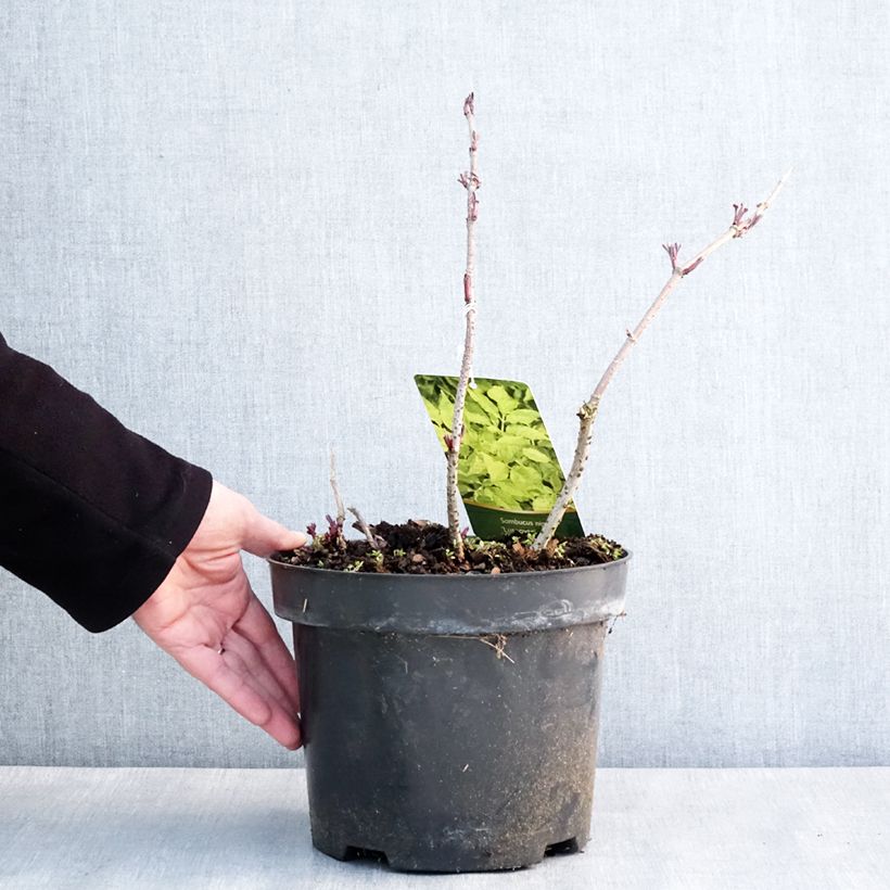 Exemplar von Schwarzer Holunder Luteovariegata - Sambucus nigra Topf mit 4L/5L wie im Winter geliefert