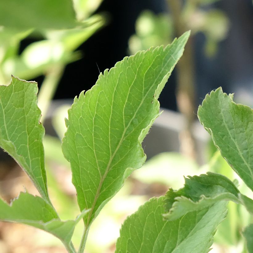 Schwarzer Holunder var. albida - Sambucus nigra (Laub)