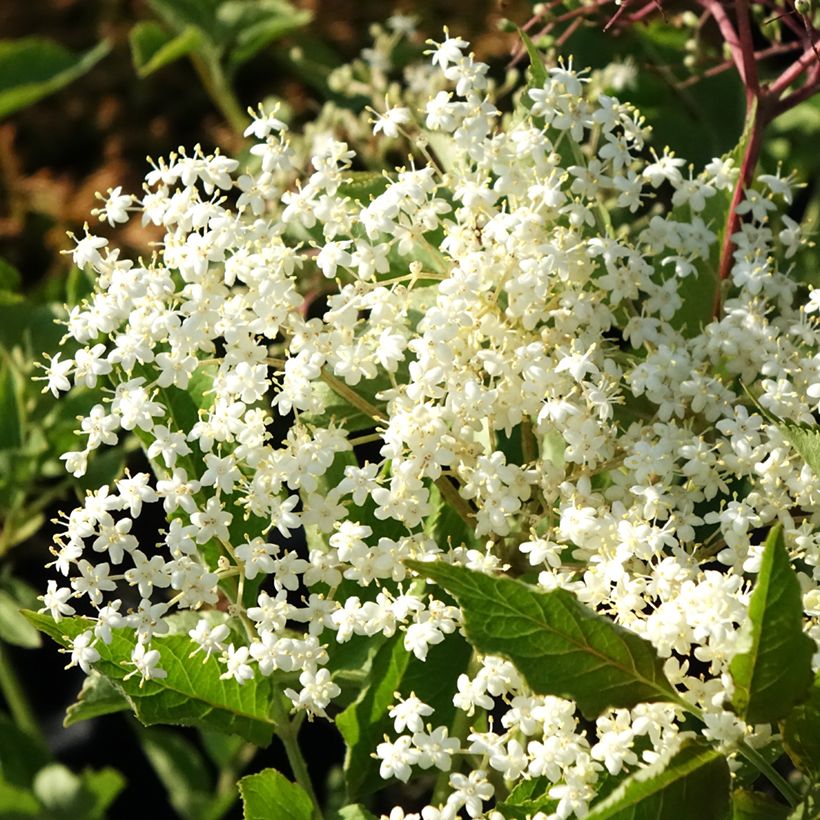 Schwarzer Holunder var. albida - Sambucus nigra (Blüte)