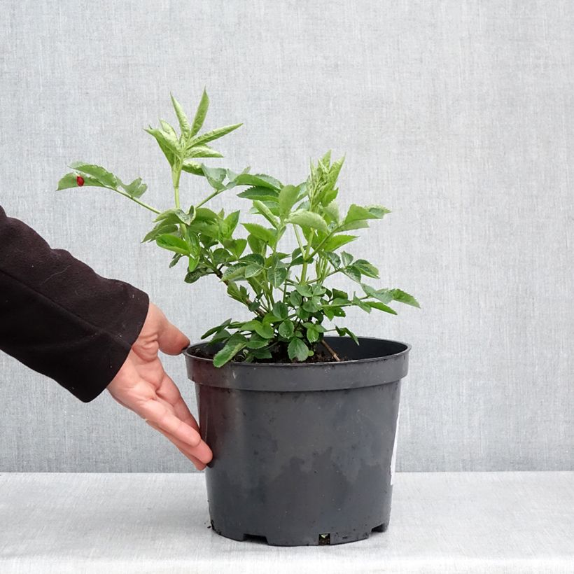 Exemplar von Schwarzer Holunder Anatole - Sambucus nigra Topf mit 4L/5L wie im Frühjahr geliefert