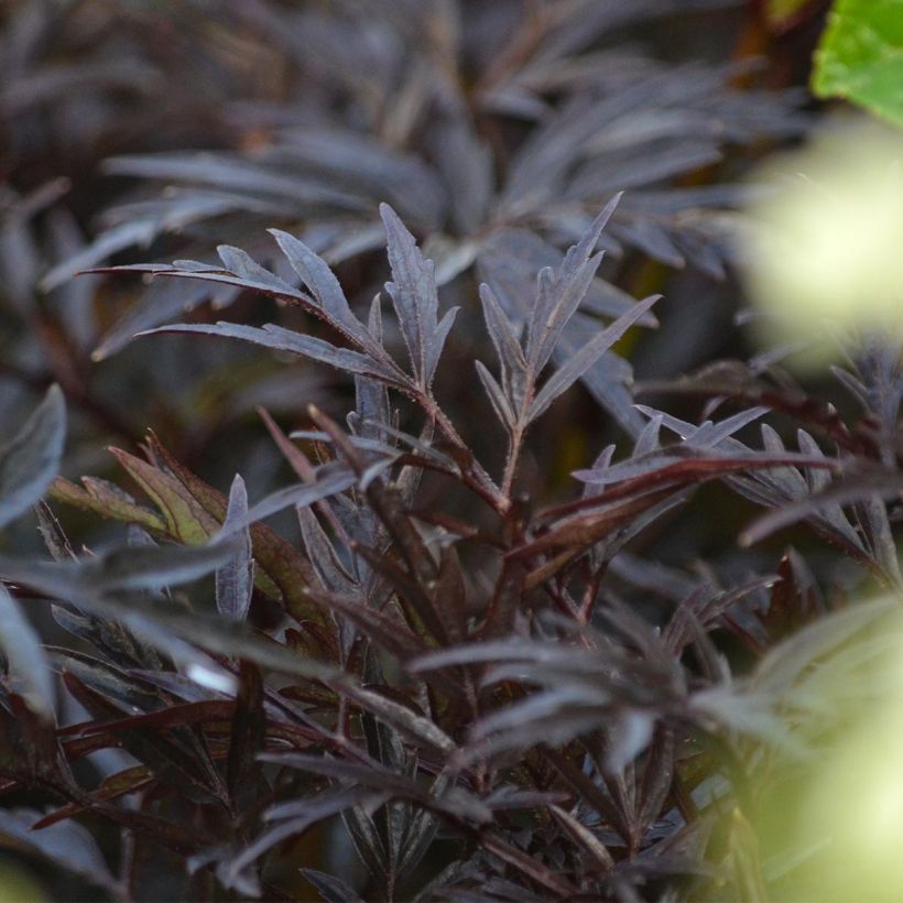 Schwarzer Holunder Black Lace - Sambucus nigra (Foliage)