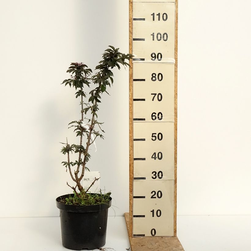Exemplar von Schwarzer Holunder Black Tower - Sambucus nigra Topf mit 7,5L/10L wie im Sommer geliefert