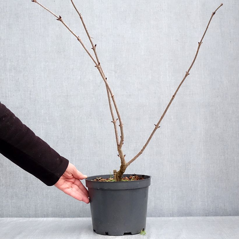 Exemplar von Schwarzer Holunder Blue Sheen - Sambucus nigra Topf mit 4L/5L wie im Winter geliefert