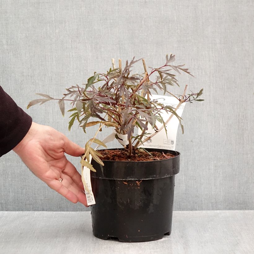 Exemplar von Schwarzer Holunder Cherry Lace - Sambucus nigra Topf mit 3L/4L wie im Herbst geliefert