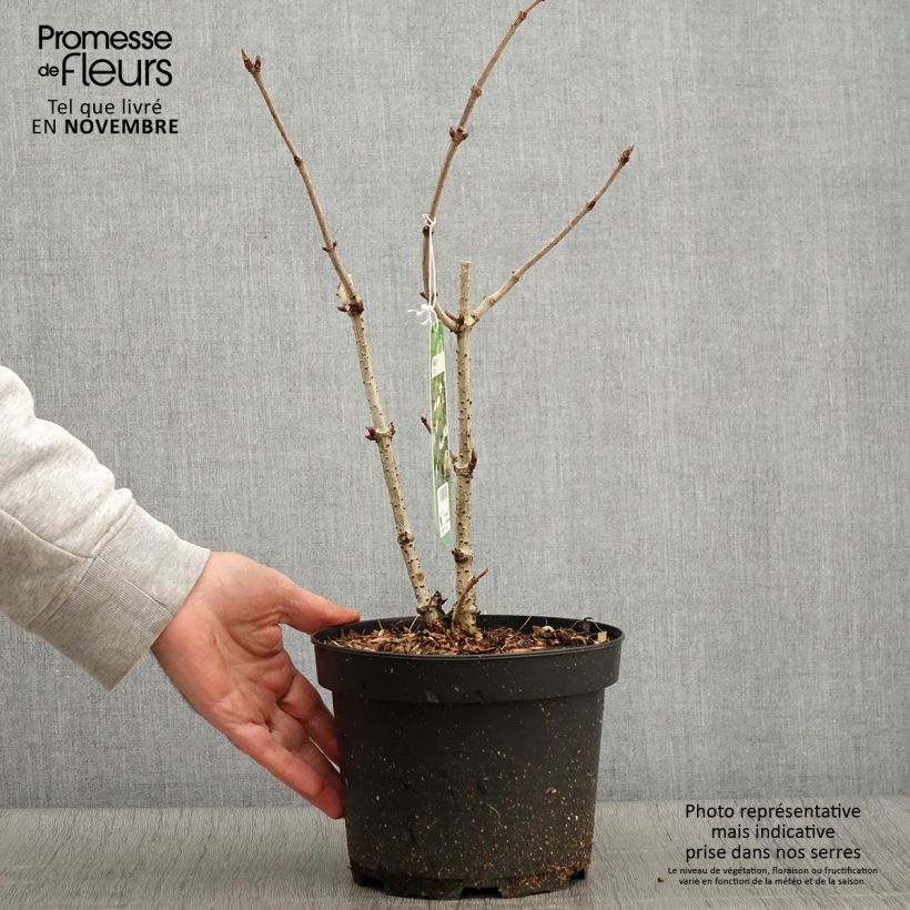Exemplar von Sambucus nigra - Schwarzer Holunder Topf mit 2L/3L wie im Herbst geliefert