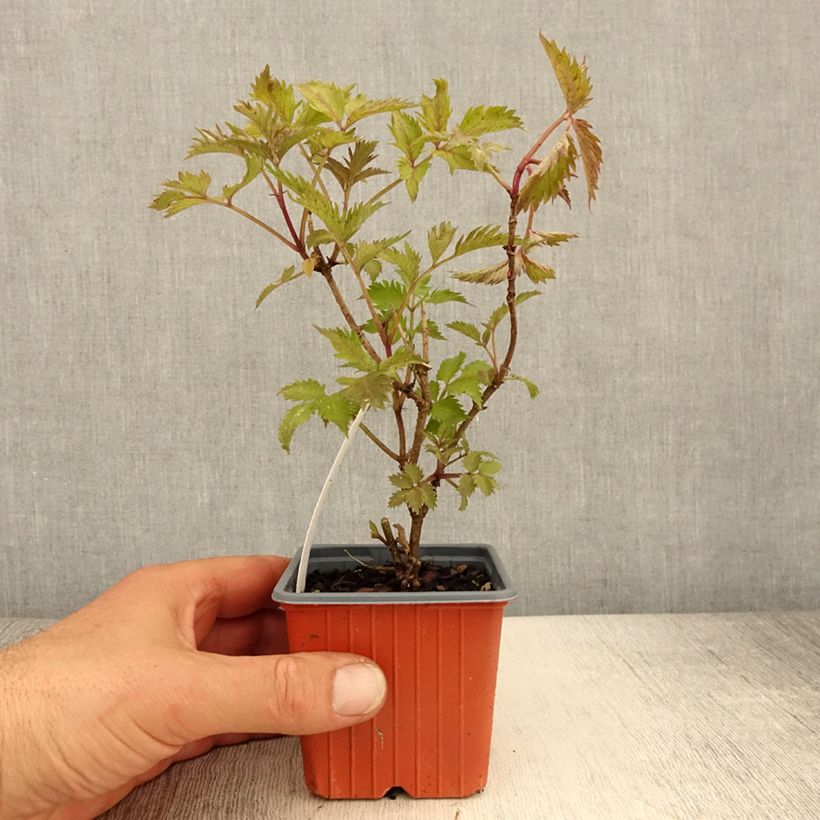 Example of Schwarzer Holunder Golden Spark - Sambucus nigra Kleine Töpfe von 8/9 cm as you get in printemps