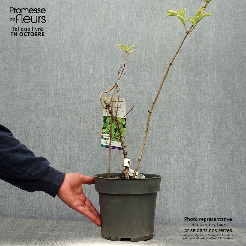 Exemplar von Schwarzer Holunder Golden Spark - Sambucus nigra Topf mit 3L/4L wie im Herbst geliefert