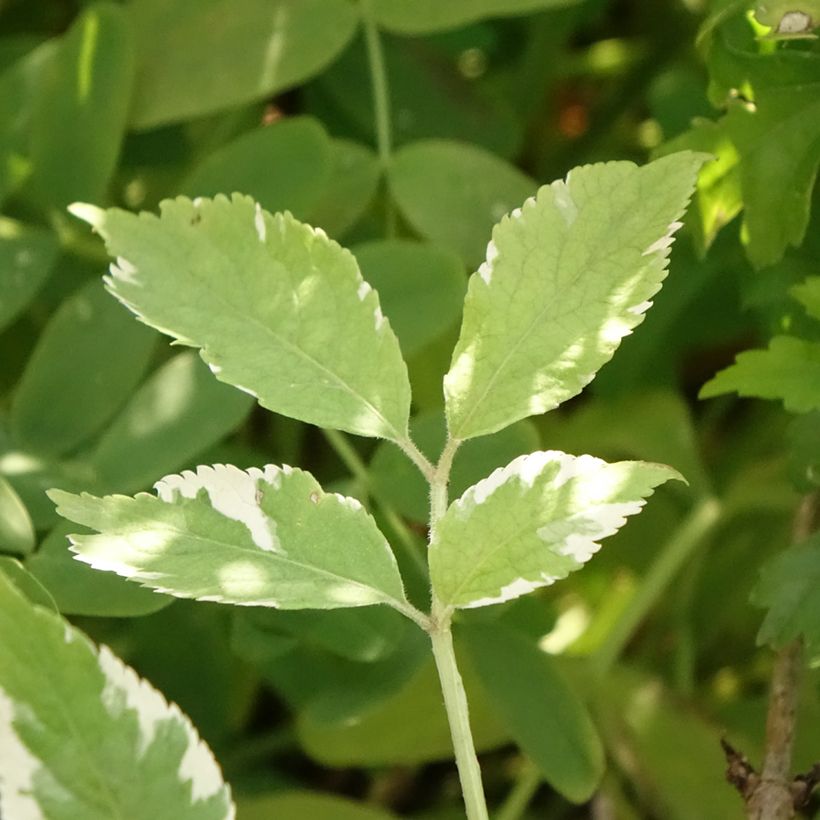 Schwarzer Holunder Golden Spark - Sambucus nigra (Foliage)
