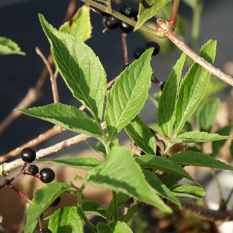 Schwarzer Holunder Haidegg 17 - Sambucus nigra (Laub)