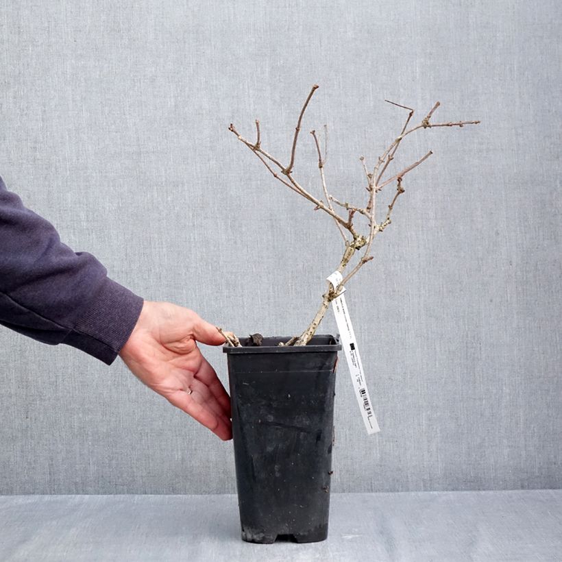 Exemplar von Schwarzer Holunder Haidegg 17 - Sambucus nigra Topf mit 3L/4L, Strauch/Busch, mehrstämmig wie im Herbst geliefert