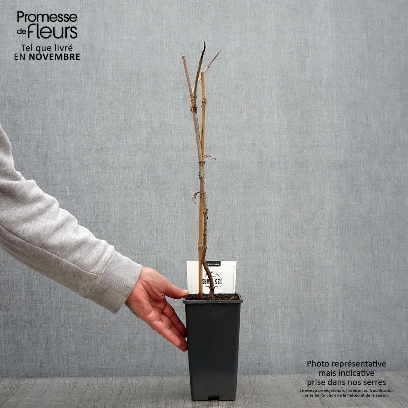 Exemplar von Schwarzer Holunder Korsor - Sambucus nigra Topf mit 1,5L/2L, Strauch wie im Herbst geliefert
