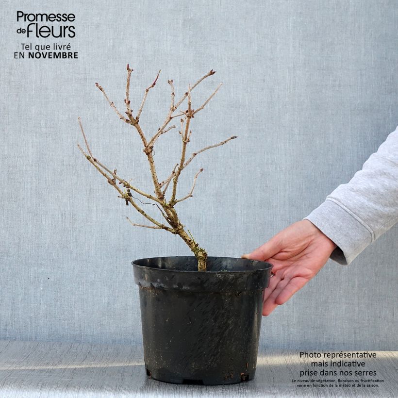 Exemplar von Sureau noir - Sambucus nigra Marion Bull Pot de 4L/5L wie im Herbst geliefert