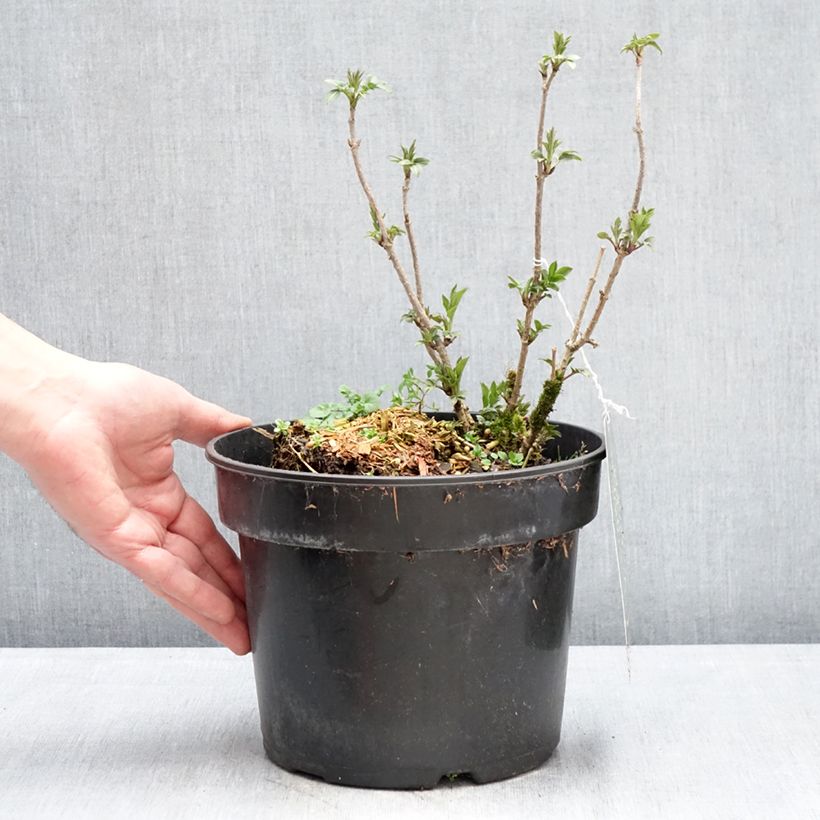 Example of Schwarzer Holunder Obelisk - Sambucus nigra Topf mit 4L/5L as you get in hiver