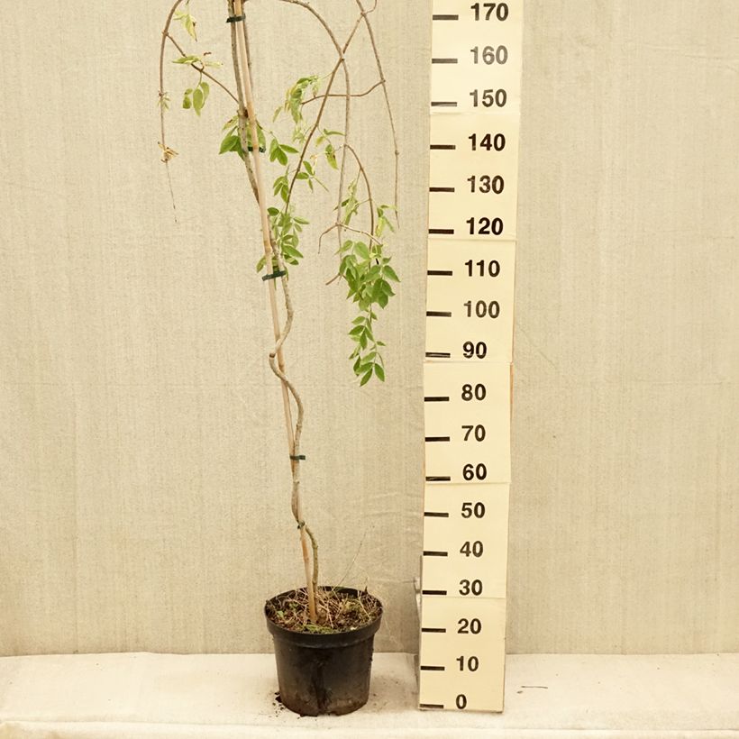 Exemplar von Schwarzer Holunder Pendula - Sambucus nigra Topf mit 7,5L/10L wie im Sommer geliefert