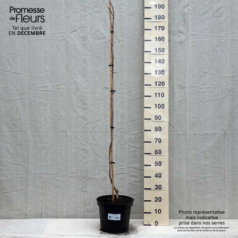 Exemplar von Schwarzer Holunder Pendula - Sambucus nigra Topf mit 7,5L/10L wie im Winter geliefert