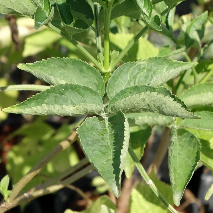 Sambucus nigra - Schwarzer Holunder (Foliage)