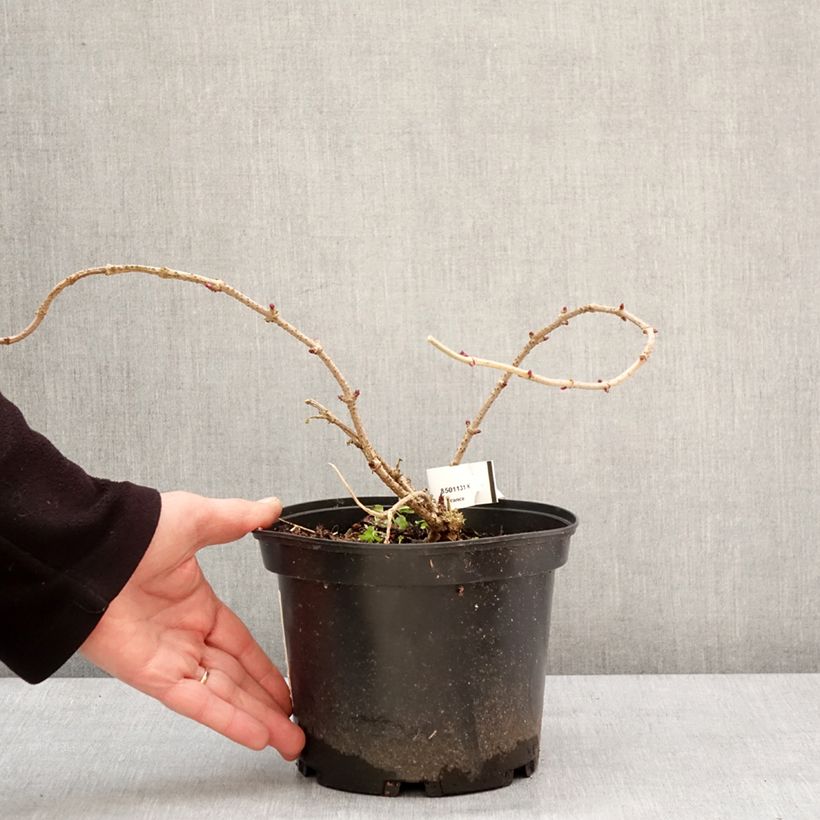 Exemplar von Schwarzer Holunder Pulverulenta - Sambucus nigra Topf mit 3L/4L wie im Winter geliefert