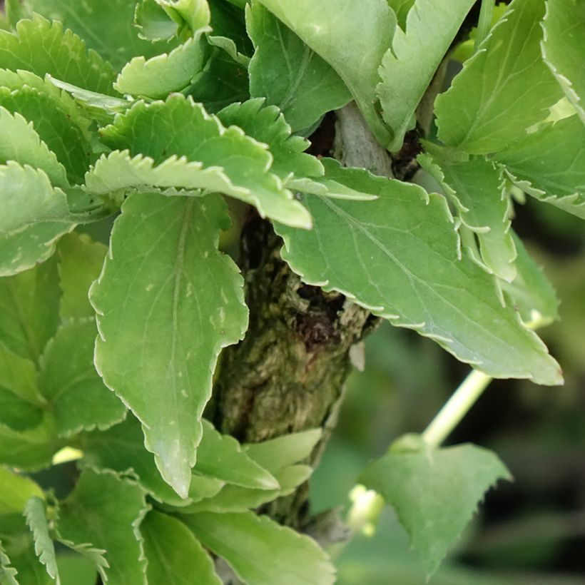 Schwarzer Holunder Pyramidalis - Sambucus nigra (Foliage)