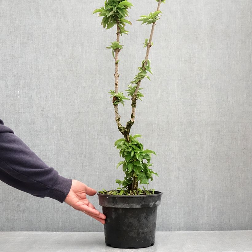 Example of Schwarzer Holunder Pyramidalis - Sambucus nigra Topf mit 4L/5L as you get in printemps