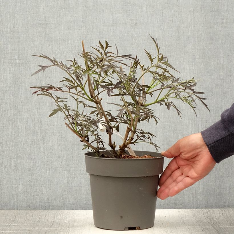 Exemplar von Schwarzer Holunder Straight Laced - Sambucus nigra Topf mit 3L/4L wie im Sommer geliefert