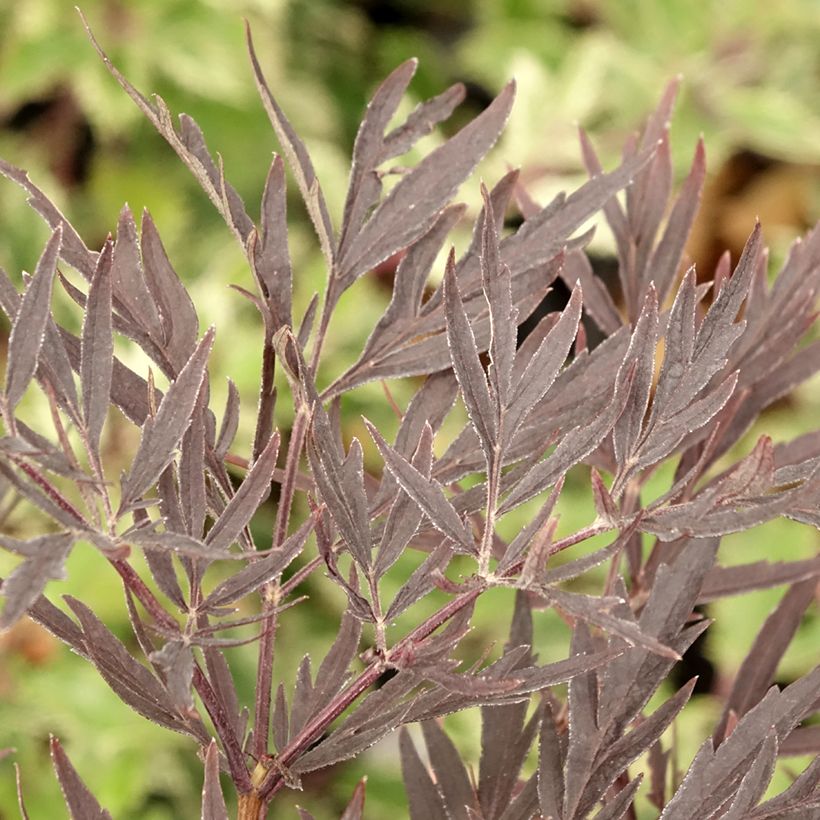 Schwarzer Holunder Straight Laced - Sambucus nigra (Foliage)