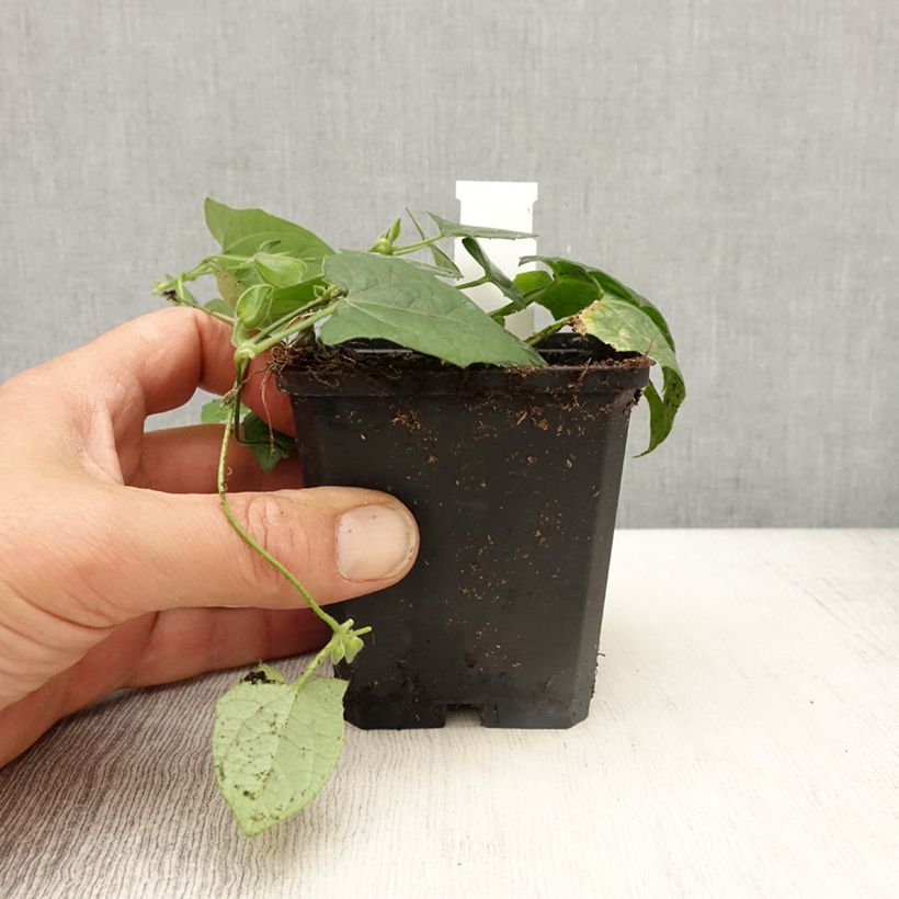 Example of Thunbergia alata Tangerine Slice Kleine Töpfe von 8/9 cm as you get in printemps