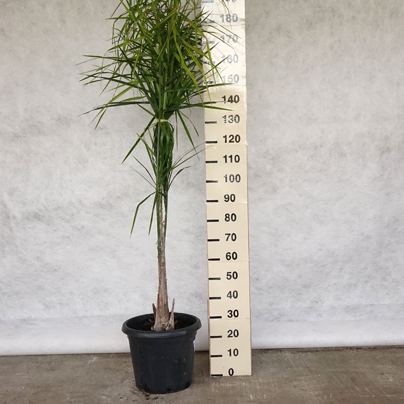 Example of Königin-Palme - Syagrus romanzoffiana Topf mit 20L/25L as you get in printemps
