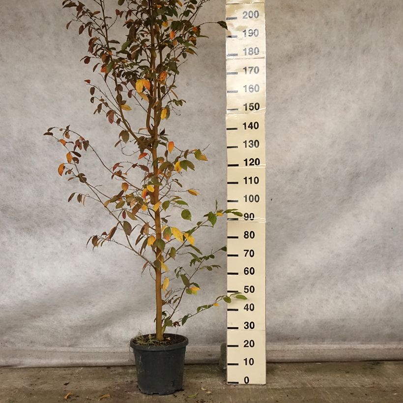 Exemplar von Sycoparrotia semidecidua Autunno Rosso Pot de 12L/15L wie im Herbst geliefert