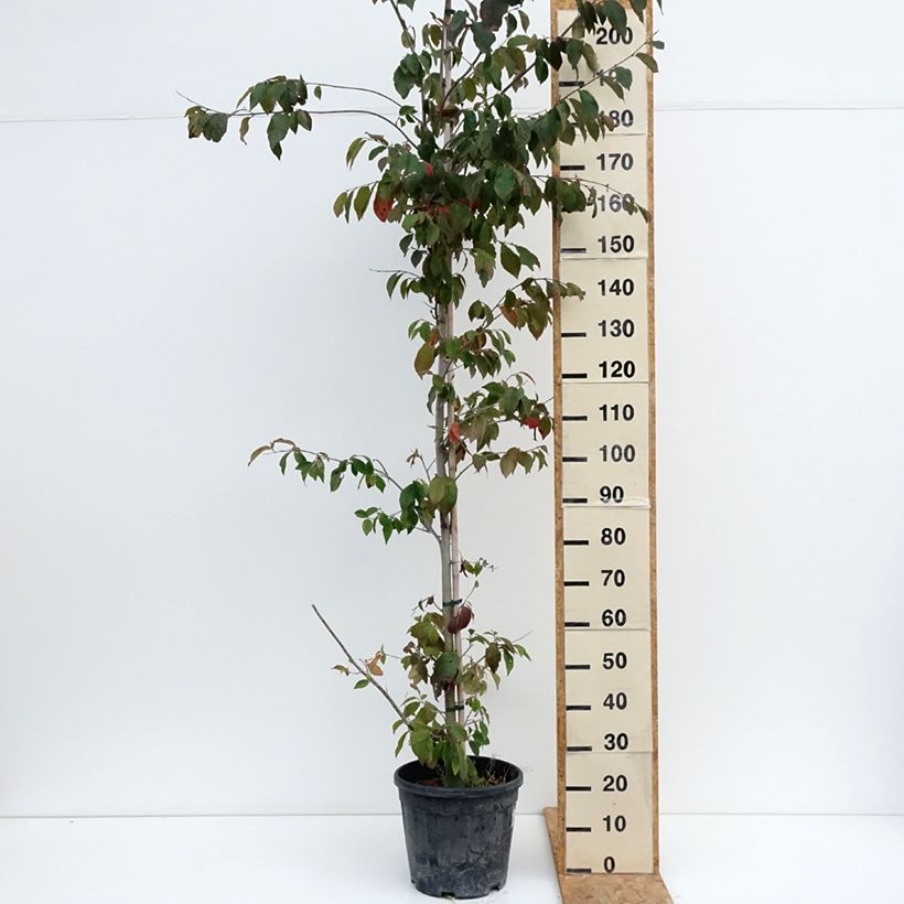 Exemplar von Strauch-Eisenholzbaum Autunno Rosso - Sycoparrotia semidecidua Topf mit 12L/15L wie im Sommer geliefert
