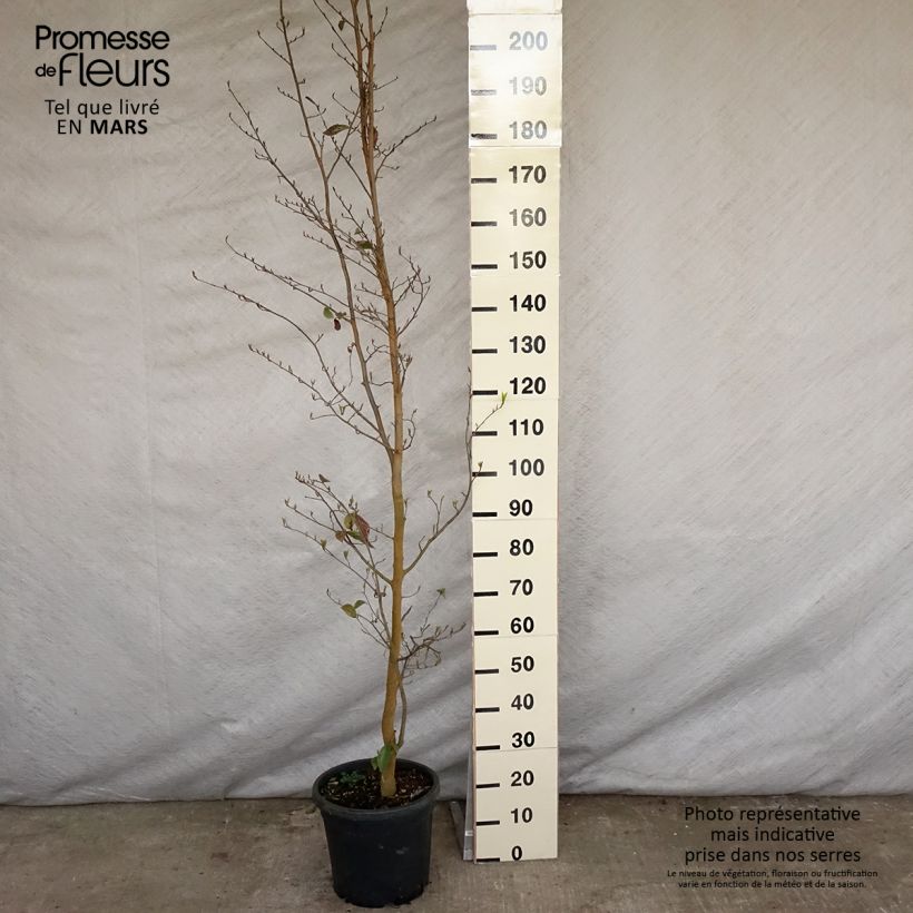 Exemplar von Strauch-Eisenholzbaum Autunno Rosso - Sycoparrotia semidecidua Topf mit 12L/15L wie im Frühjahr geliefert